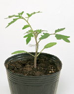 マグネットトマト台木 PRIMAX1000粒 トマト とまと【サカタ 種 たね タネ】【通常5倍 5のつく日はポイント10倍】