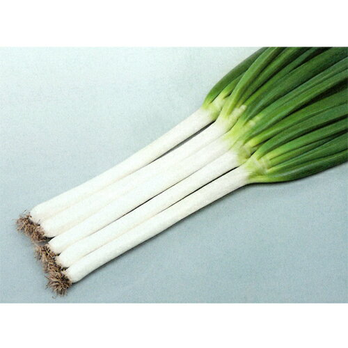 樂天商城 - 初夏扇2号 ペレット6000粒 葱 ネギ ねぎ【サカタ 種 たね タネ】【通常5倍 5のつく日はポイント10倍】