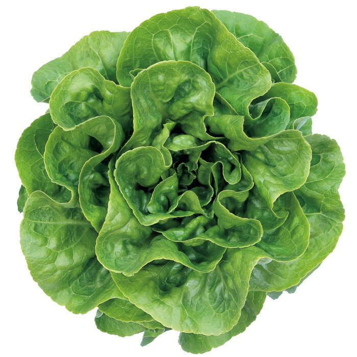 樂天商城 - グリーンループ ペレット5000粒 レタス【サカタ 種 たね タネ】【通常5倍 5のつく日はポイント10倍】