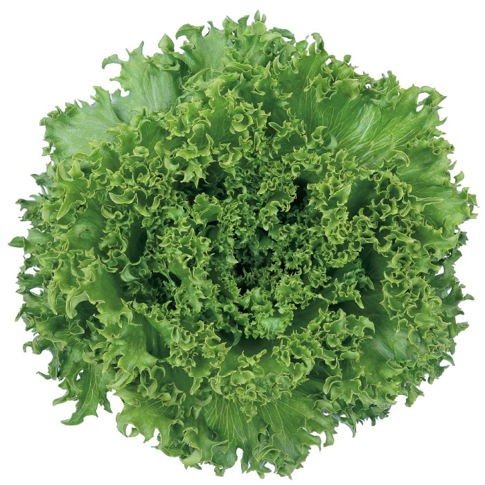 樂天商城 - バイシクル ペレット5000粒 レタス 【サカタ 種 たね タネ】【通常5倍 5のつく日はポイント10倍】