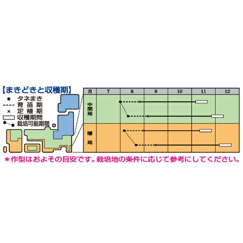 星岬SP タキイ交配 2000粒2センR キャベツ【タキイ 種 たね タネ】【通常5倍 5のつ...
