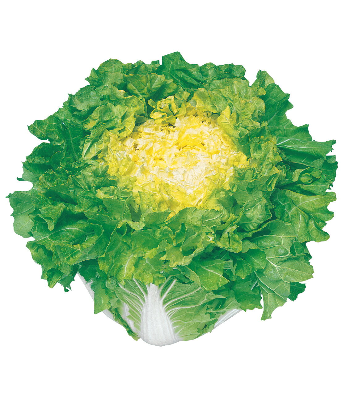 樂天商城 - 新あづま山東白菜(しんあづま) タキイ交配 20ml 白菜 ハクサイ はくさい【タキイ 種 たね タネ】【通常5倍 5のつく日はポイント10倍】