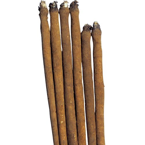 樂天商城 - 純三年子 滝野川大長牛蒡 1dl 牛蒡 ゴボウ ごぼう【タキイ 種 たね タネ】【通常5倍 5のつく日はポイント10倍】◎