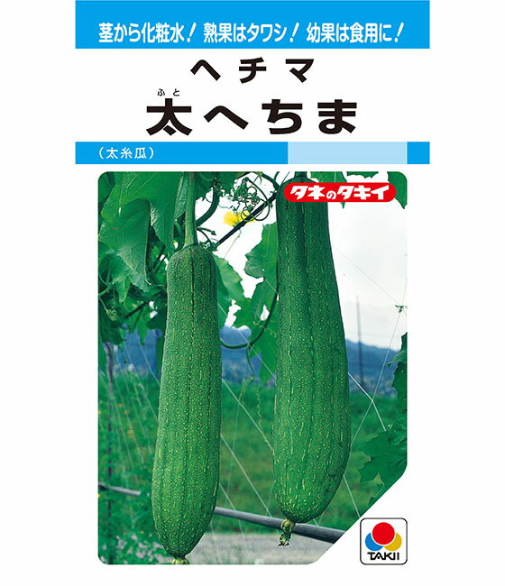 太糸瓜(太へちま) 500粒 ヘチマ へちま 糸瓜