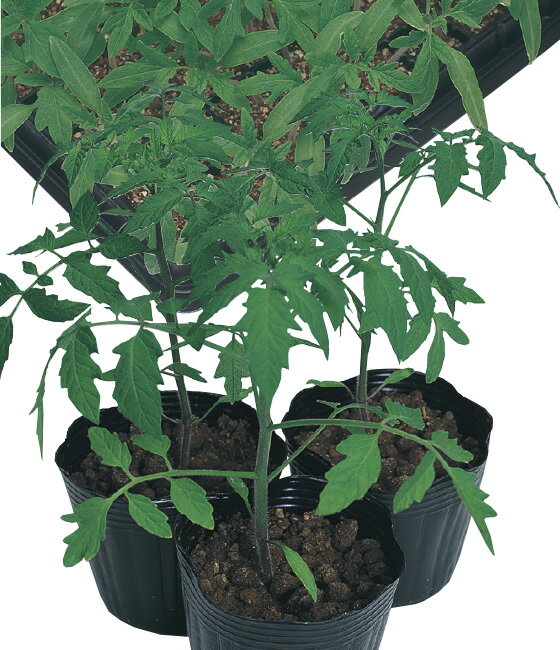Other - 台木用ベスパトマト タキイ交配 2L千粒1センR トマト とまと 蕃茄【タキイ 種 たね タネ】【通常5倍 5のつく日はポイント10倍】