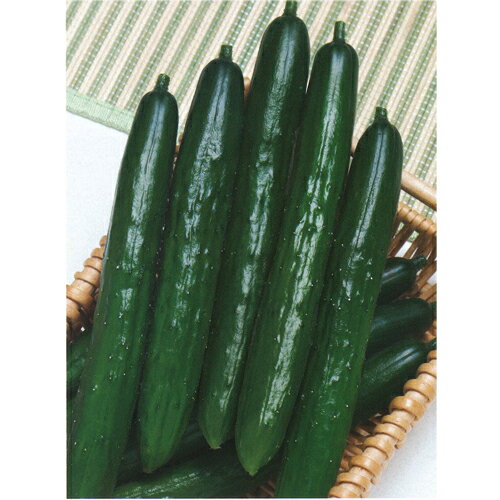 ・うどんこ病、べと病、褐斑病、ウイルスによる病害であるモザイク病（ZYMV、PRSV※）に複合耐病性をもち黒星病にも強い夏秋キュウリ。減農薬栽培に有利。 ※（ZYMV:ズッキーニ黄斑モザイクウイルス、PRSV:パパイア論点ウイルス） ・濃緑...
