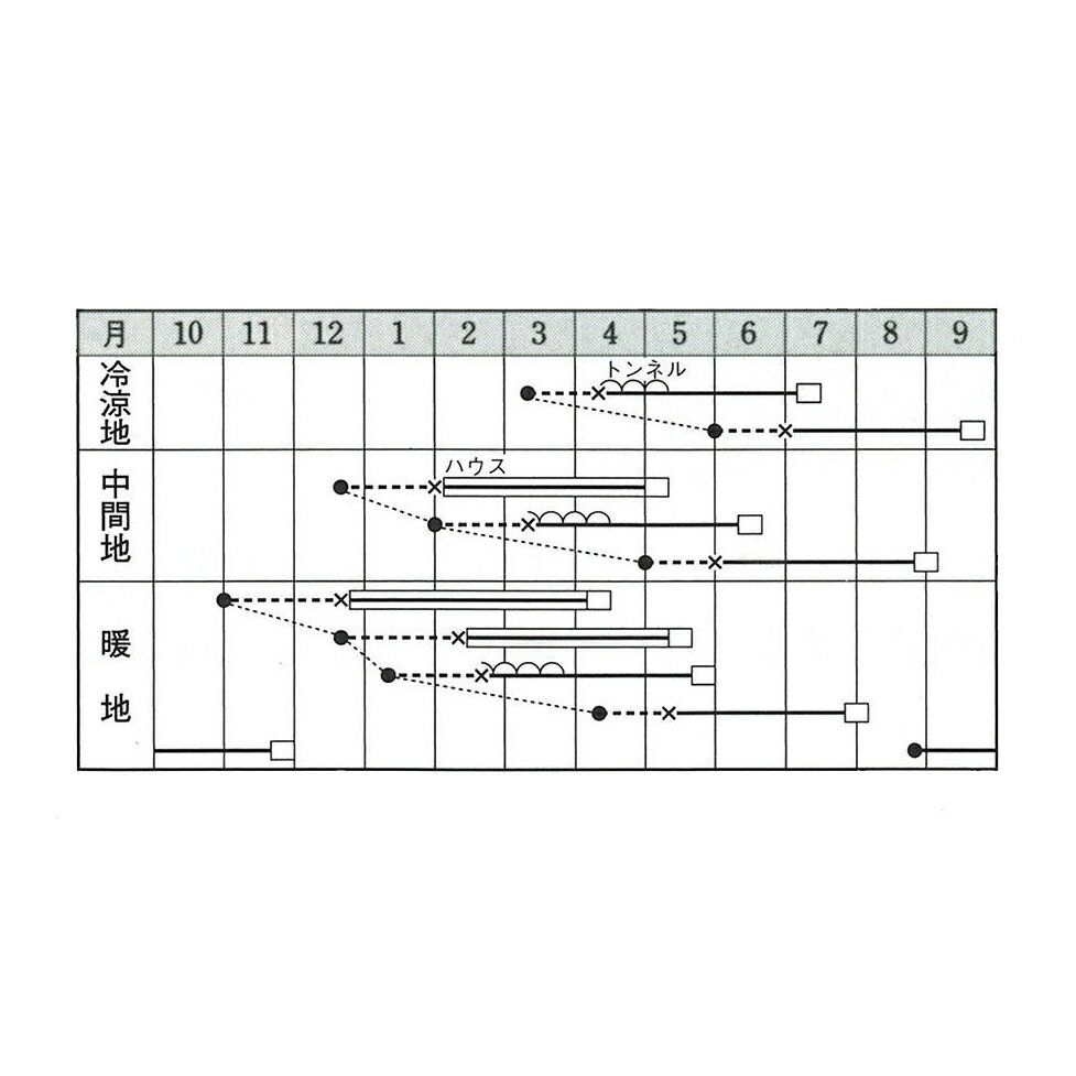 グラッセ 500粒 タキイ交配 南瓜 カボチャ かぼちゃ【タキイ 種 たね タネ】【通常...