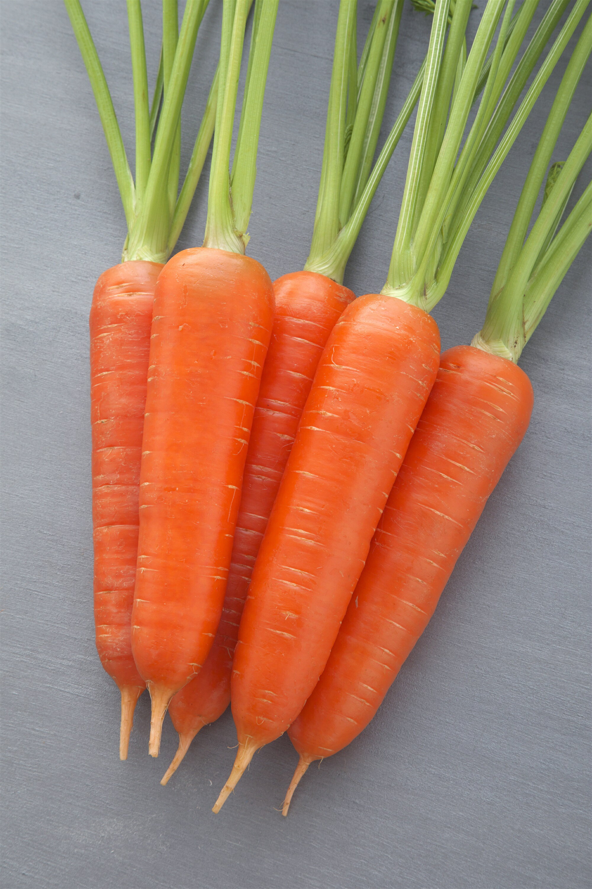 樂天商城 - 冬ちあき L1万粒 ニンジン にんじん 人参【タキイ 種 たね タネ】【通常5倍 5のつく日はポイント10倍】