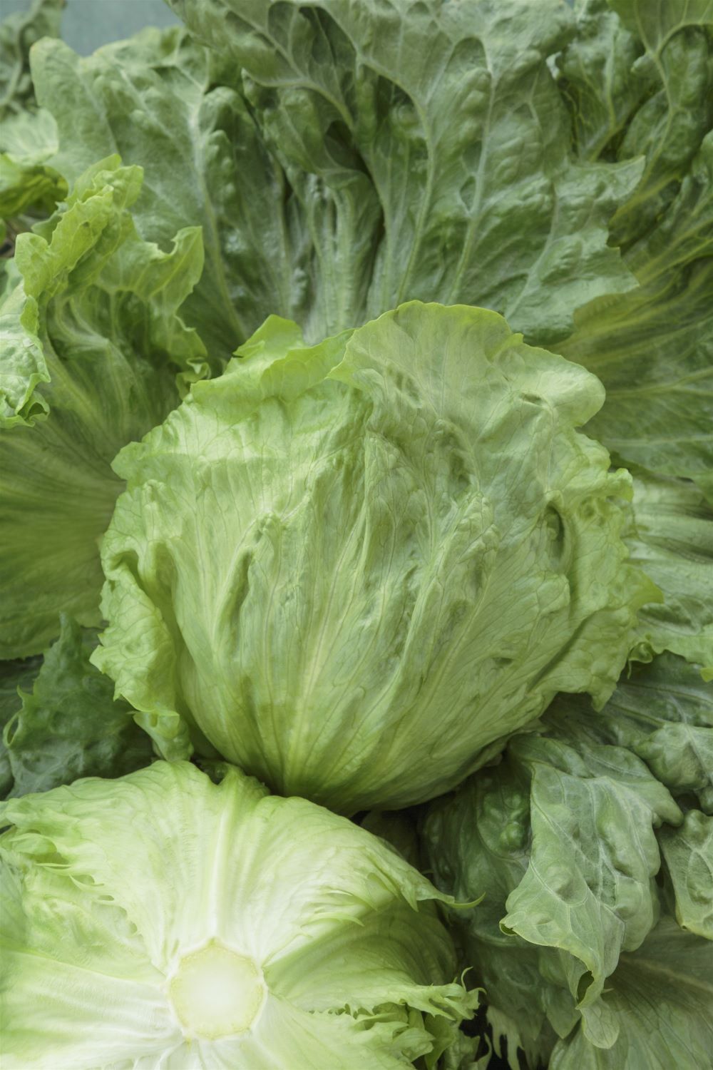 樂天商城 - Fブロウ L5千粒 レタス タキイ育成 【タキイ 種 たね タネ】【通常5倍 5のつく日はポイント10倍】