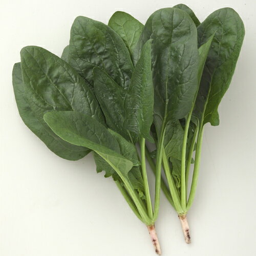 【ポイント5倍 5のつく日は10倍】晩抽サマージェット (エボプライム種子)M3万粒 ほうれん草 法蓮草 ホ..