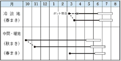 スナップ豌豆 ジャッキー 1L さやえんどう サヤエンドウ 莢豌豆【タキイ 種 たね ...