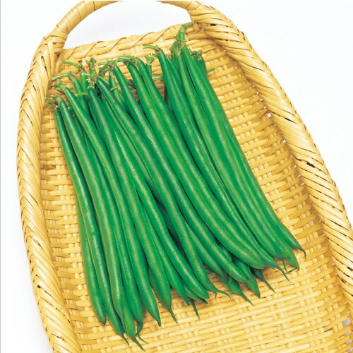 恋みどり菜豆 1L さやえんどう サヤエンドウ 莢豌豆【タキイ 種 たね タネ】【通常5倍 5のつく日はポイ..