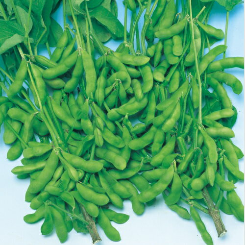 Other - 早生黒頭巾枝豆 タキイ育成 1L 枝豆 えだまめ エダマメ【タキイ 種 たね タネ】【通常5倍 5のつく日はポイント10倍】