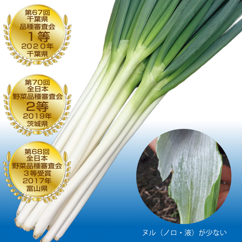 樂天商城 - 【ポイント5倍 5のつく日は10倍】大河の轟き 1DL 葱 ネギ ねぎ ダイヤ交配 【トキタ 種 たね タネ】