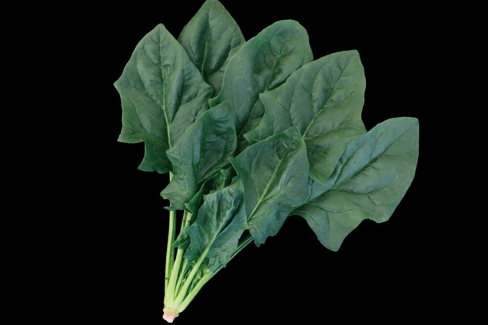 樂天商城 - スパイダーデューク M3万粒法蓮草 ホウレンソウ ほうれんそう ダイヤ交配 【トキタ 種 たね タネ】【通常5倍 5のつく日はポイント10倍】