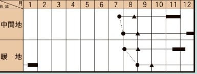 蒼麟 (TSX-026) コート5000粒 ブロッコリー ダイヤ交配 【トキタ 種 たね タネ】【...