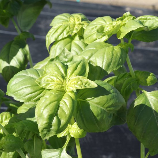 TSGI-212 �Х��� L������1000γ �ڥȥ��� �� ���� ���ۡ͡��̾�5�� 5�ΤĤ����ϥݥ����10�ܡ�