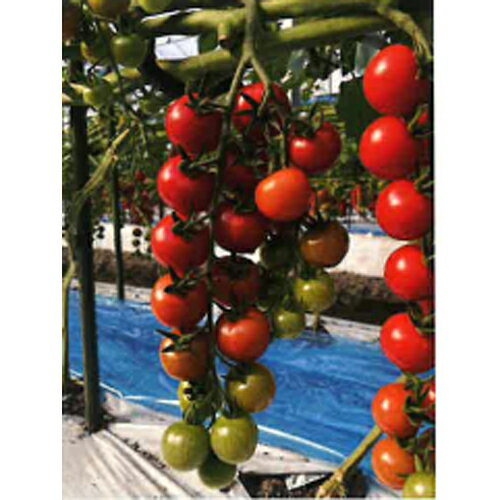 樂天商城 - TSX-201 100粒 ミニトマト トマト とまと ダイヤ交配 【トキタ 種 たね タネ】【通常5倍 5のつく日はポイント10倍】