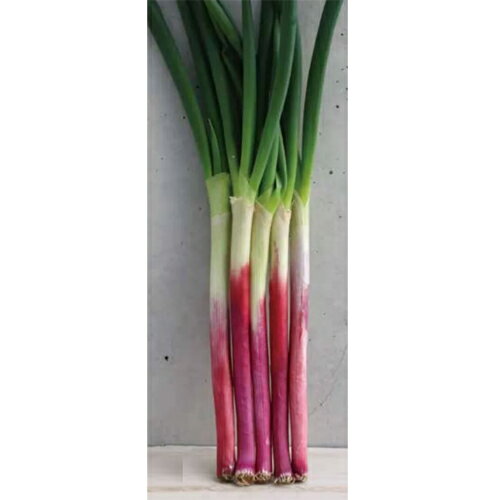 樂天商城 - 赤ねぎクイーン(赤ねぎ一本太) 20ml 葱 ネギ ねぎ ダイヤ交配 【トキタ 種 たね タネ】【通常5倍 5のつく日はポイント10倍】