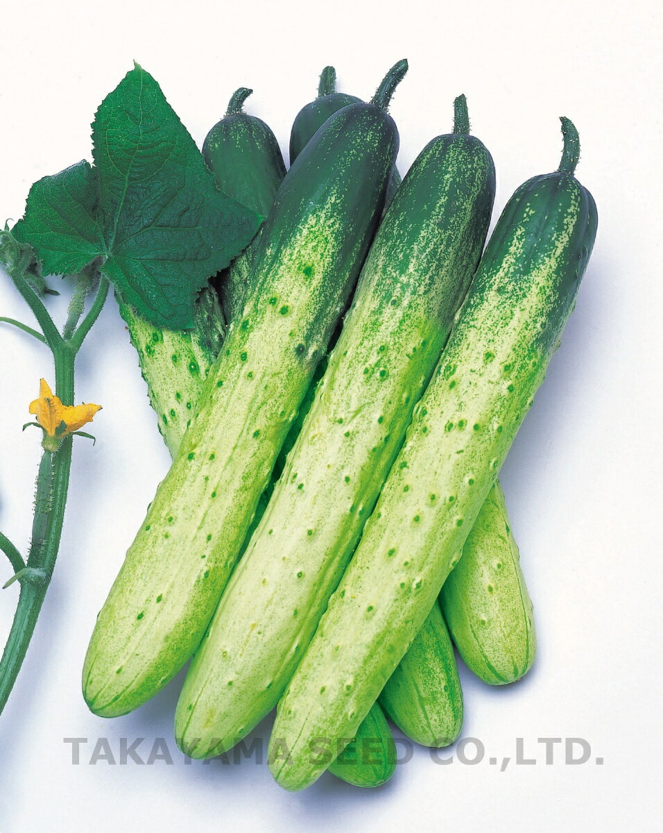 白イボ半白節成 20ml 胡瓜 キュウリ きゅうり白イボ半白節成 20ml【通常5倍 5のつく日はポイント10倍】