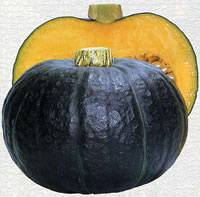 樂天商城 - くりこし3号 100粒 南瓜 カボチャ かぼちゃ【渡辺採種場 種 たね タネ 】【通常5倍 5のつく日はポイント10倍】