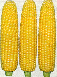 樂天商城 - カロライン86 2000粒 とうもろこし トウモロコシ 玉蜀黍【渡辺採種場 種 たね タネ 】【通常5倍 5のつく日はポイント10倍】