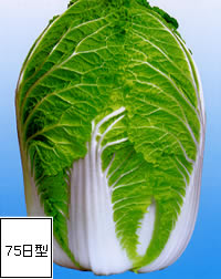 ペレット種子 聖徳 5000粒(L) 白菜 ハクサイ はくさい【渡辺採種場 種 たね タネ 】【通常5倍 5のつく日はポイント10倍】