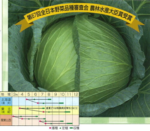 ペレット種子 清流堂 5000粒(L) キャベツ【渡辺採種場 種 たね タネ 】【通常5倍 5のつく日はポイント10倍】