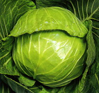 スピードボール2号 ペレット5000粒 キャベツ【渡辺採種場 種 たね タネ 】【通常5倍 5のつく日はポイント10倍】