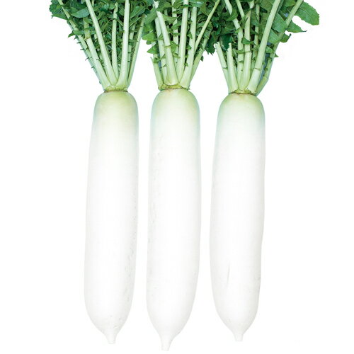 樂天商城 - ペレット種子 蔵の宮 6000粒(3L) 大根 ダイコン だいこん【渡辺採種場 種 たね タネ 】【通常5倍 5のつく日はポイント10倍】