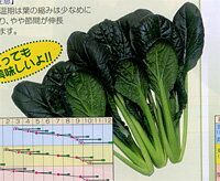 ちぢこみこまつ菜 20ml 小松菜 コマツナ こまつな【渡辺採種場 種 たね タネ 】【通常5倍 5のつく日はポイント10倍】