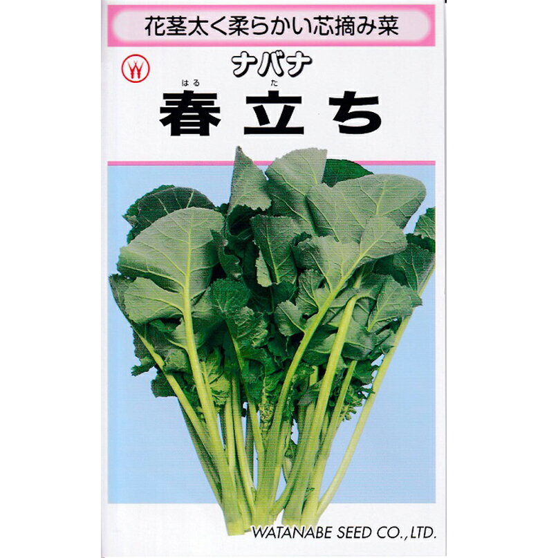 Rakuten - 春立ちなばな 2dl 菜花 ナバナ なばな【渡辺採種場 種 たね タネ 】【通常5倍 5のつく日はポイント10倍】