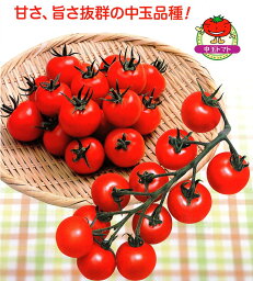 Mr.浅野のけっさく2 100粒 トマト とまと 蕃茄【渡辺採種場 種 たね タネ 】【通常5倍 5のつく日はポイント10倍】