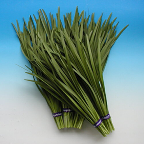 タフガイ 2dl袋 韮 ニラ にら ヤエ育成 【八江農芸 種 たね タネ】【通常5倍 5のつく日はポイント10倍..