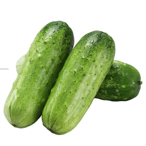 樂天商城 - わんぱく坊主 350粒 胡瓜 キュウリ きゅうりわんぱく坊主【大和農園 種 たね タネ】【通常5倍 5のつく日はポイント10倍】