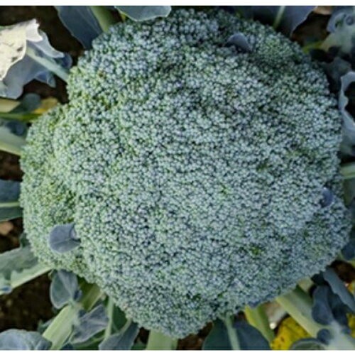 �������ޥ���ƥ� L������5000γ �֥��å��꡼��ī�������ꥢ �� ���� ���� �ۡ��̾�5�� 5�ΤĤ����ϥݥ����10���оݳ����ʥݥ����3�ܸ��꾦�ʡ�