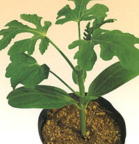 其它 - 台木 かちどき2号 ユウガオ 400粒 台木 ダイギ だいぎ【萩原農場 種 たね タネ】【通常5倍 5のつく日はポイント10倍対象外商品ポイント3倍固定商品】