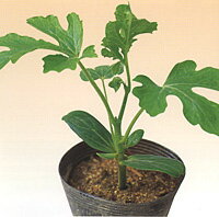 台木 タフガイ ユウガオ 2000粒 台木 ダイギ だいぎ【萩原農場 種 たね タネ】【通常5倍 5のつく日はポ..