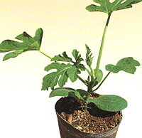 台木 かがやき 西瓜 400粒 台木 ダイギ だいぎ【萩原農場 種 たね タネ】【通常5倍 5のつく日はポイン..