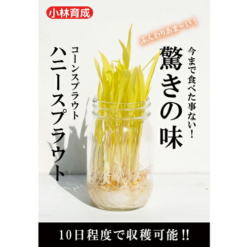 ・発芽後1週間程度の新芽を食べる。 ・鮮やかな黄色で甘みがあり、料理の付け合わせに最適 メーカー在庫となります為、流動的となります メーカー確認後、すぐにご用意できない等の場合もございます。その際は予約対応となり別途御連絡させていただきます。 申し訳ございませんが、ご了承の程よろしくお願いいたします。 【納期】 見込みで7から12営業日・取り寄せ・予約商品に関しましては、後ほど弊社より連絡させていただきます。 上記期間はあくまで見込みでの計算となります事、ご了承下さいませ。こちらは野菜のタネです