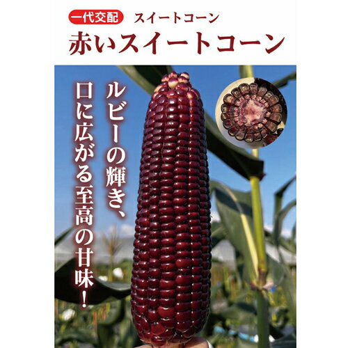 赤いスイートコーン 200粒 スイートコーン とうもろこし 【小林種苗 種 たね タネ】【通常5倍 5のつく日はポイント10倍対象外商品ポイント3倍固定商品】