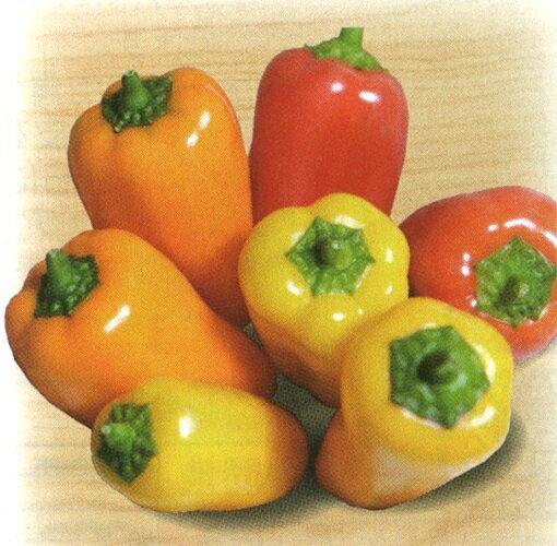 樂天商城 - パピコロ 100粒 パプリカ カラーピーマン【小林種苗 種 たね タネ】【通常5倍 5のつく日はポイント10倍対象外商品ポイント3倍固定商品】