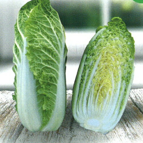 CRわわ菜 10ml 白菜 ハクサイ はくさい【小林種苗 種 たね タネ】【通常5倍 5のつく日はポイント10倍対象外商品ポイント3倍固定商品】