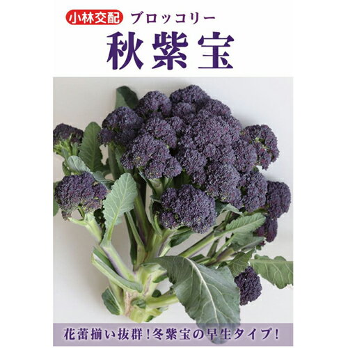 樂天商城 - 秋紫宝 1000粒 ブロッコリー【小林種苗 種 たね タネ】【通常5倍 5のつく日はポイント10倍対象外商品ポイント3倍固定商品】
