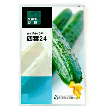 樂天商城 - 四葉24 100粒 胡瓜 キュウリ きゅうり【久留米原種育成会 種 たね タネ】【通常5倍 5のつく日はポイント10倍】