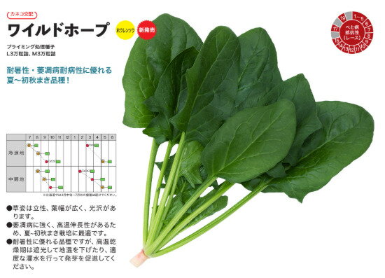 ・草姿は立性・葉幅が広く、光沢があります。 ・萎凋病に強く、高温伸張性があるため、夏〜初秋まき栽培に最適です。 ・耐暑性に優れる品種ですが、高温乾燥期は遮光して地温を下げたり発芽を促進してください。 メーカー在庫となります為、流動的となります メーカー確認後、すぐにご用意できない等の場合もございます。その際は予約対応となり別途御連絡させていただきます。 申し訳ございませんが、ご了承の程よろしくお願いいたします。 【納期】 見込みで7から12営業日・取り寄せ・予約商品に関しましては、後ほど弊社より連絡させていただきます。 上記期間はあくまで見込みでの計算となります事、ご了承下さいませ。こちらは野菜のタネです