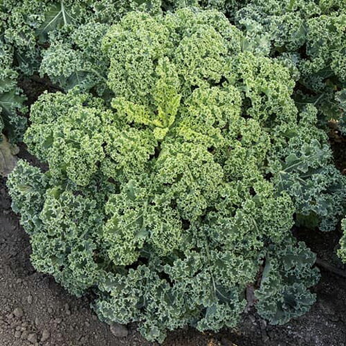 ライトキッチン(f1) PVP コート1800粒 ケール けーる【増田採種場 種 たね タネ】【通常5倍 5のつく日はポイント10倍】