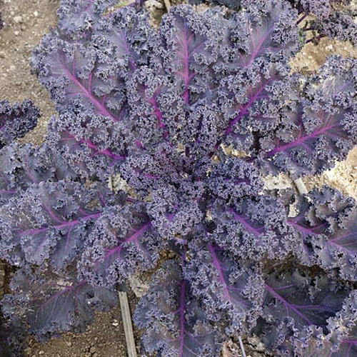 樂天商城 - レッドキッチン(f1)(旧:キッチンケールr) コート(1800粒) ケール けーる【増田採種場 種 たね タネ】【通常5倍 5のつく日はポイント10倍】