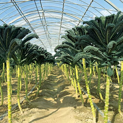 �����ܥ��ͥ�(������٥�) ������5000γ ����٥ġ����ĺμ�� �� ���� ���ۡ͡��̾�5�� 5�ΤĤ����ϥݥ����10�ܡ�