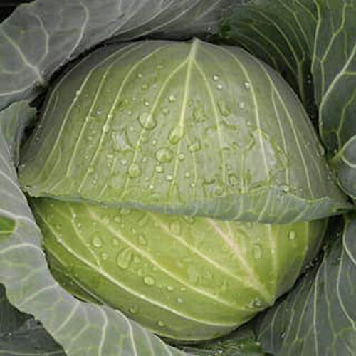 ���ƴ��� ������5000γ ����٥� ���� ������ ����������ĺμ�� �� ���� ���ۡ͡��̾�5�� 5�ΤĤ����ϥݥ����10�ܡ�